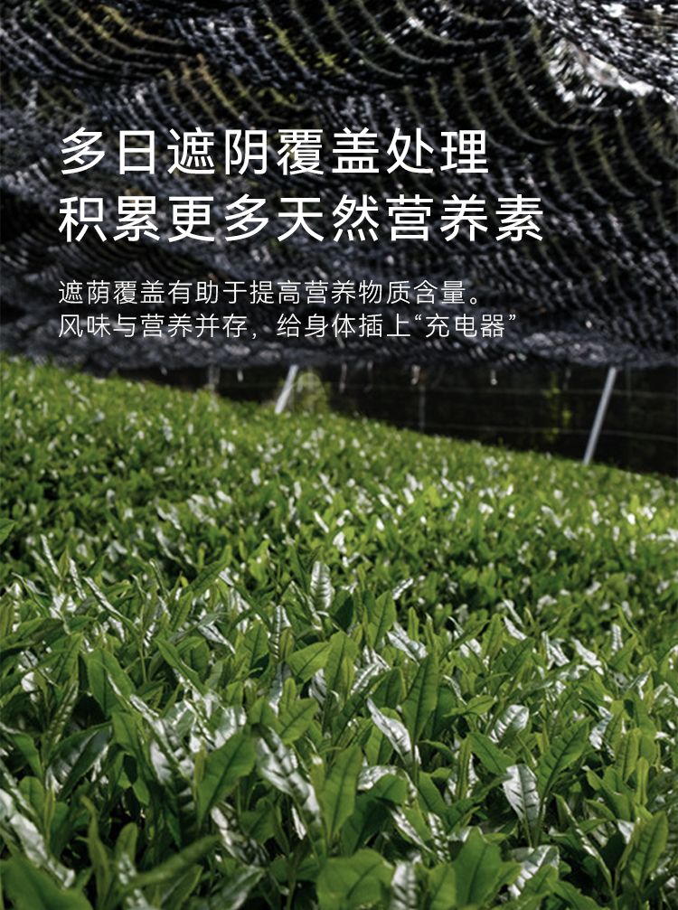 OH MyFood Matcha Powder for Brewing, Baking and Milk Tea, especially for Latte, Pure Japanese Style, Portable Strip Package